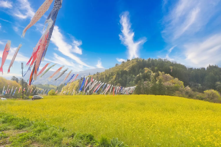 菜の花畑を泳ぐこいのぼり　長野・中条
