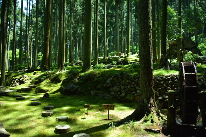 [Can be done as a day trip from Matsuyama] Spend some relaxing time on  Kokemushiro Moss Garden Cafe!