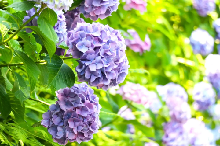 静岡 浜松 はままつフラワーパーク 紫陽