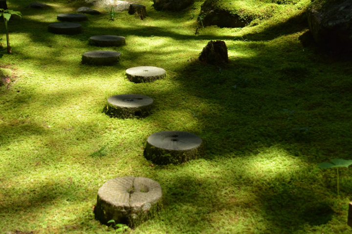 [Can be done as a day trip from Matsuyama] Spend some relaxing time on  Kokemushiro Moss Garden Cafe!