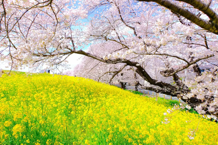 3月・4月・5月の熊谷の最低・最高気温とおすすめの服装