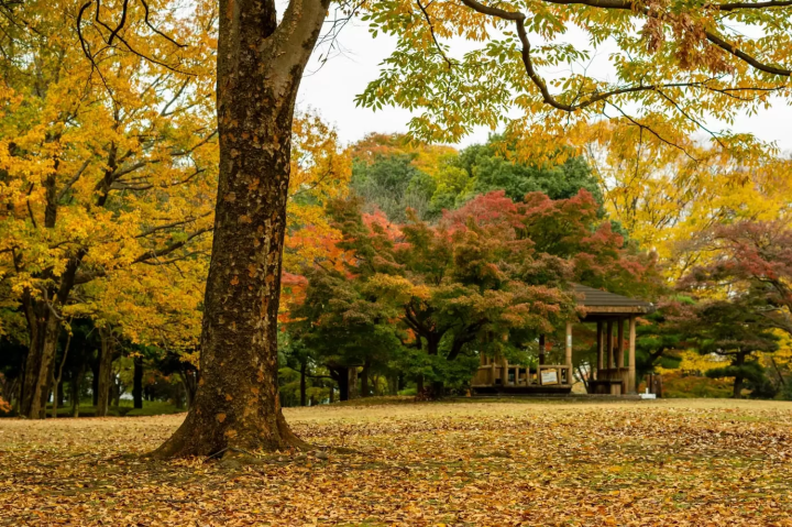 9月・10月・11月の熊谷の最低・最高気温とおすすめの服装