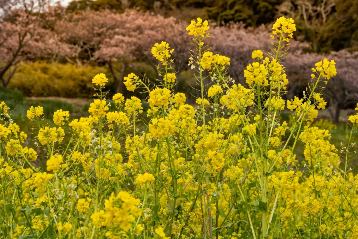 抱湖園 櫻花和油菜花