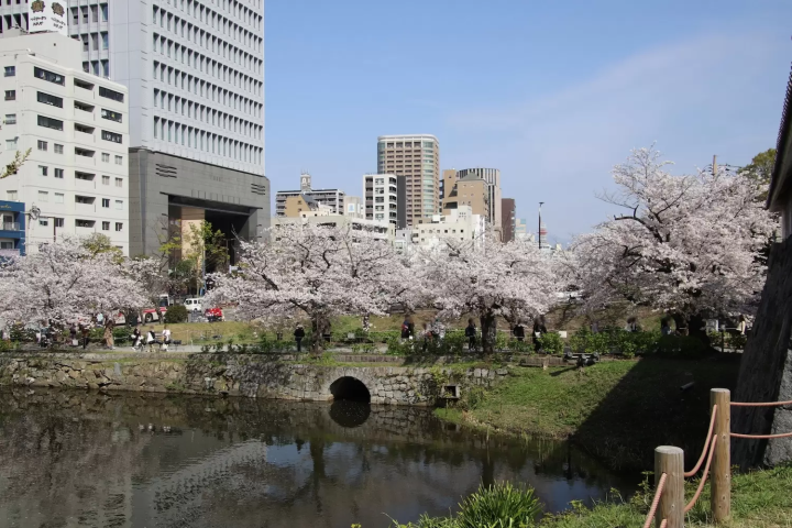 舞鶴公園　桜