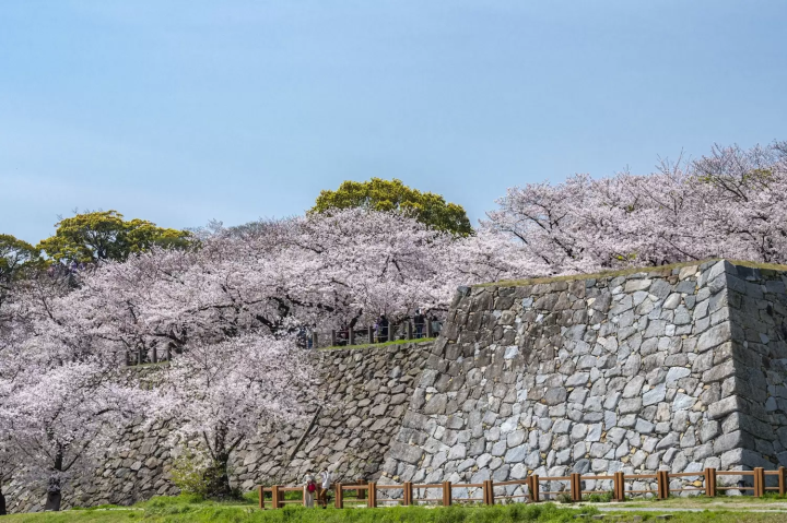 舞鶴公園　福岡城石垣　桜