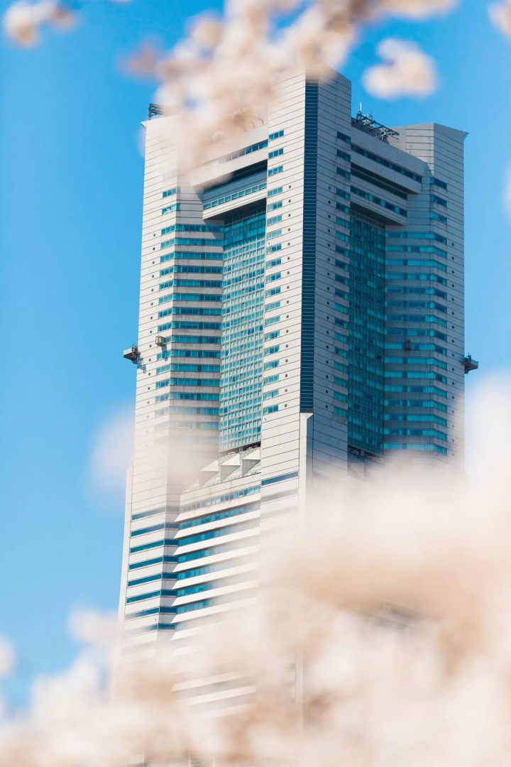  みなとみらい さくら通り