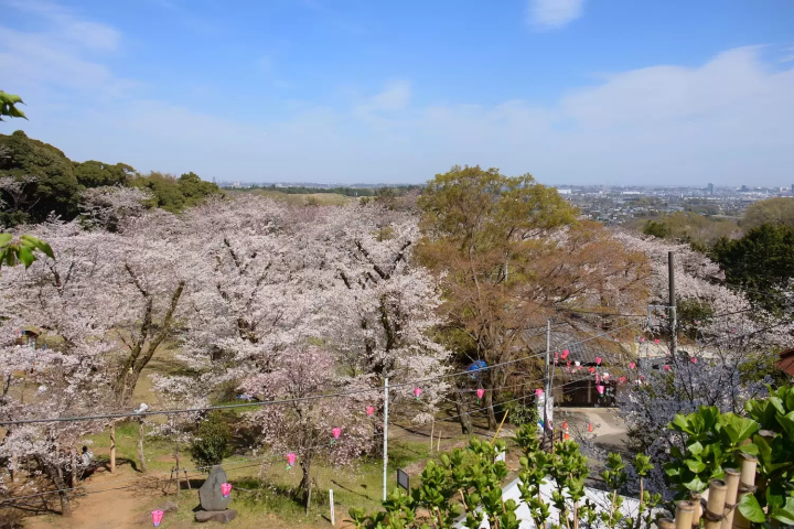 飯山白山森林公園 櫻花