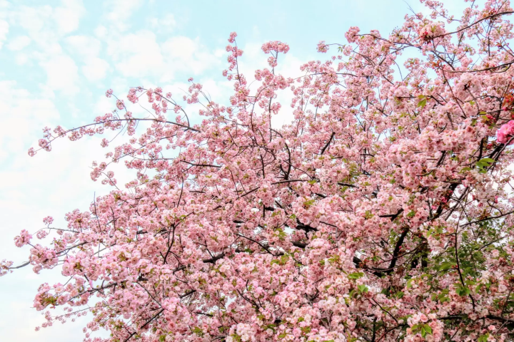 造幣局 桜の通り抜け