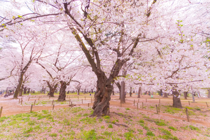 大宮公園　櫻花