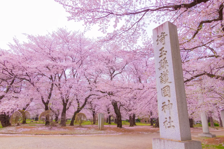 大宮公園 櫻花