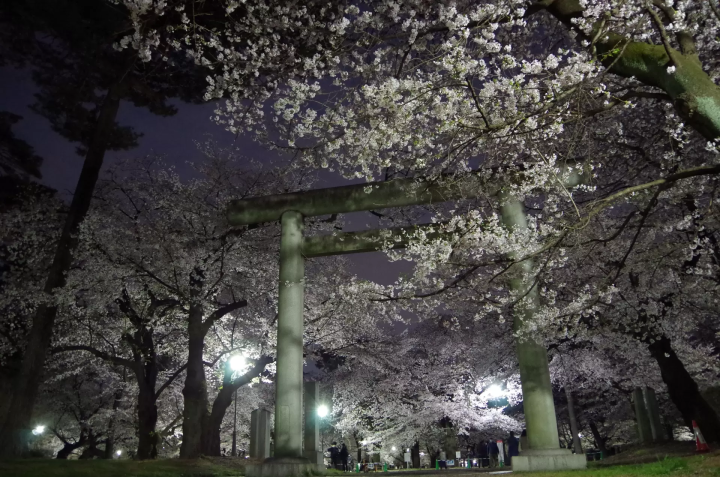 大宮公園 櫻花