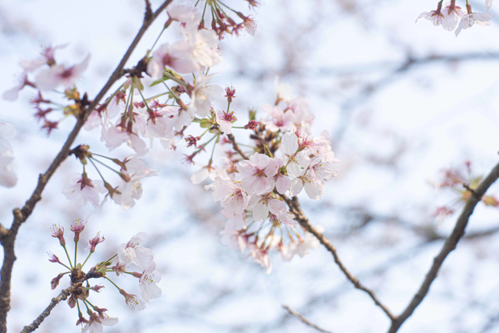 【2025年開催】伊豆・熱川温泉 粋光で河津桜を体感！
