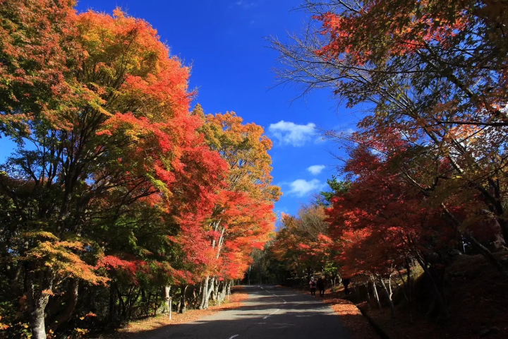 นั่ง Jumbo Ferry ไปเลย! แนะนำทริป 2 วัน 1 คืน เกาะโชโดะชิมะ
