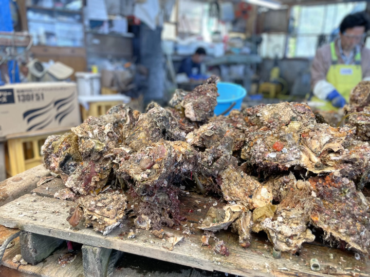 日本で初めて養殖に成功!大自然が育む隠岐西ノ島の「イワガキ」をご紹介!