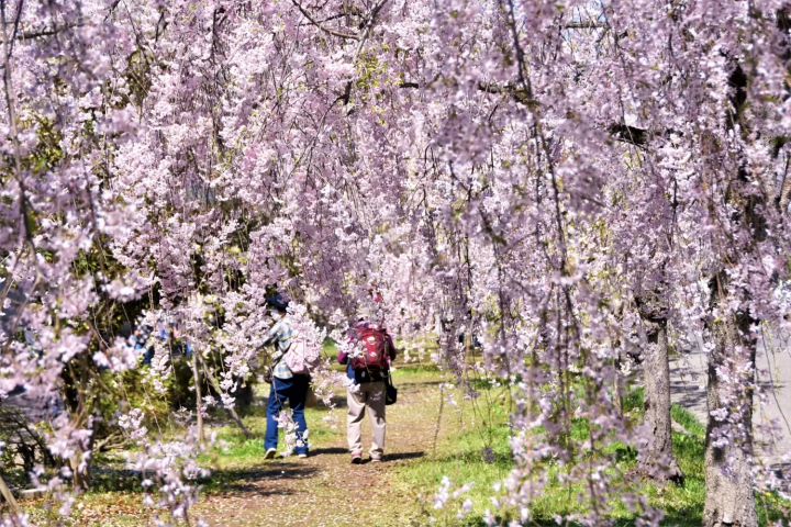 日中線しだれ桜