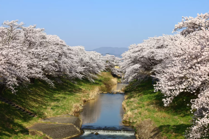 藤田川ふれあい桜