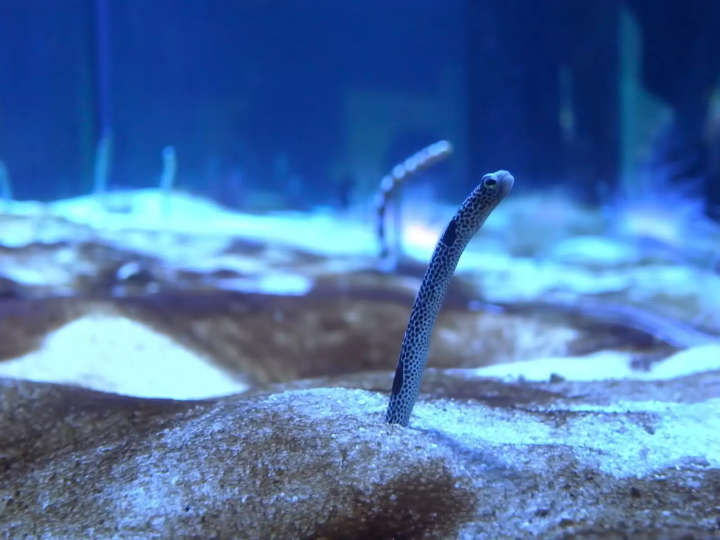 新江の島水族館
