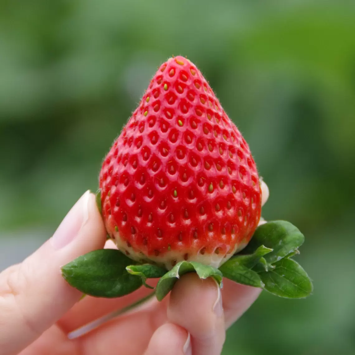 橫濱紅磚倉庫 草莓祭典2025 