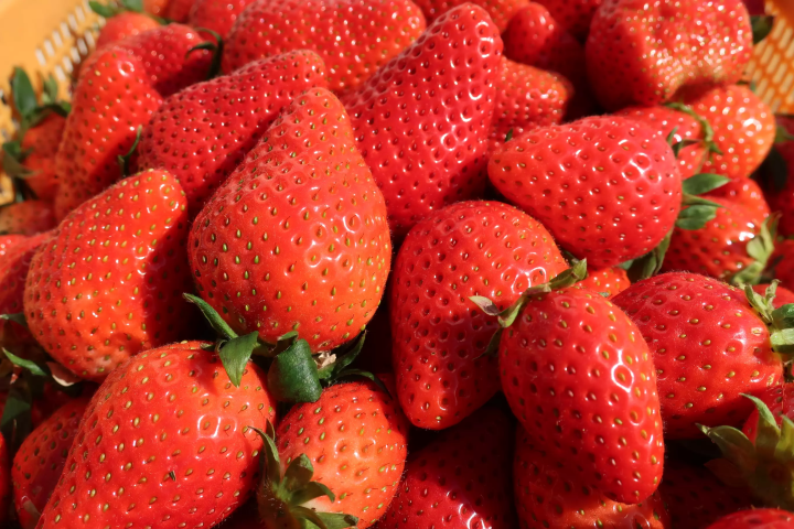 群馬県育成品種「やよいひめ」は大粒で甘み・酸味のバランスが良く、きれいな赤色のイチゴです。ちなみに藤岡市は群馬県内一の産地。 