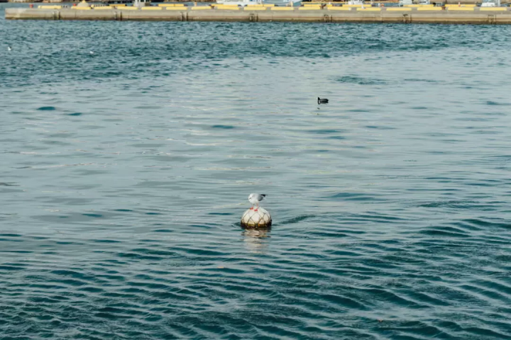雖然沒有什麼特別的，但我還是很想拍張照。帶著相機在燒津週邊散步怎麼樣？
