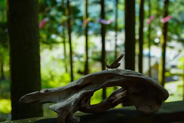 Grasshopper and carp streamer 