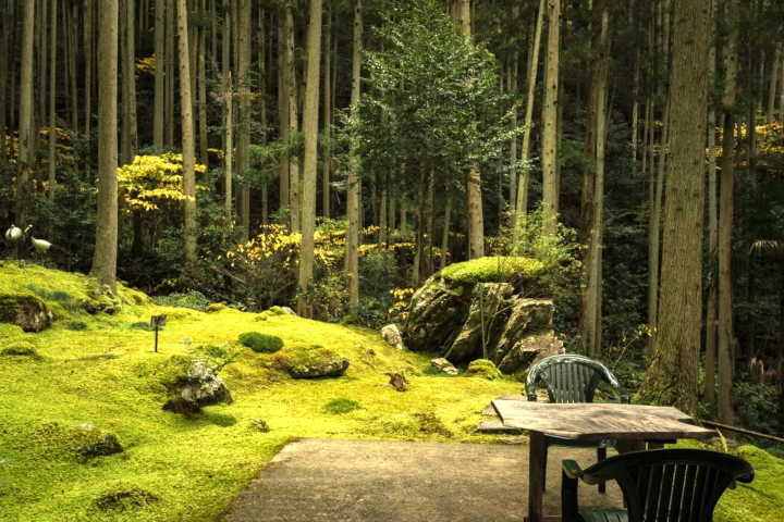 [Can be done as a day trip from Matsuyama] Spend some relaxing time on  Kokemushiro Moss Garden Cafe!