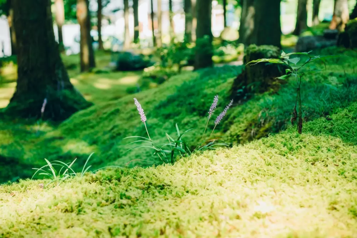 [Can be done as a day trip from Matsuyama] Spend some relaxing time on  Kokemushiro Moss Garden Cafe!