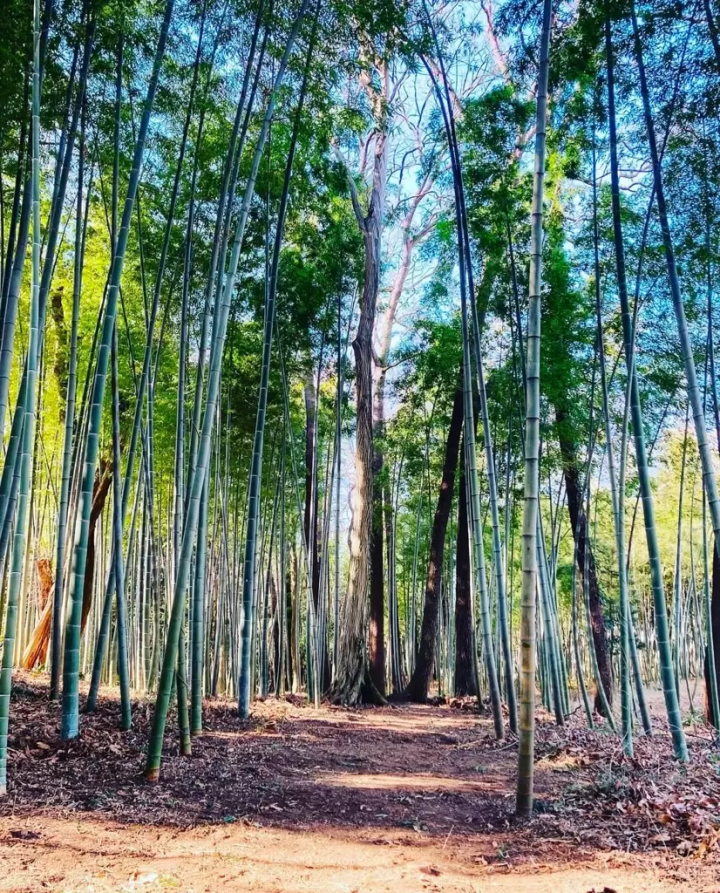 【群馬縣千代田町】鮮為人知的寺廟－赤羽岩弘恩寺
