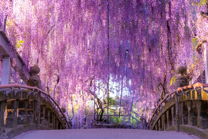 Nakayama's Wisteria