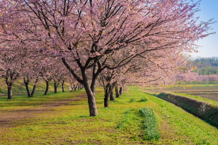 北浅羽桜堤公園