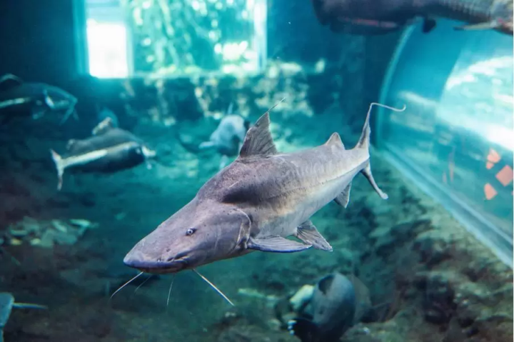 【爱媛县立鱼类博物馆】它在和你说话！ ？为什么水族馆要变成孩子们喜爱的水族馆