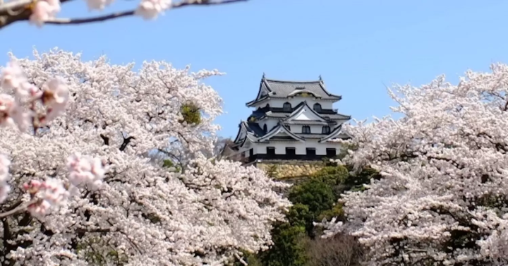 滋賀　桜　彦根城