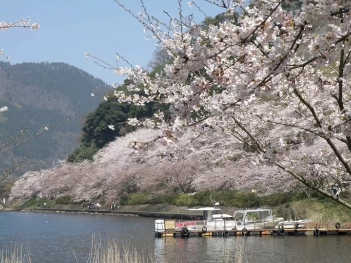 滋賀　桜　海津大崎