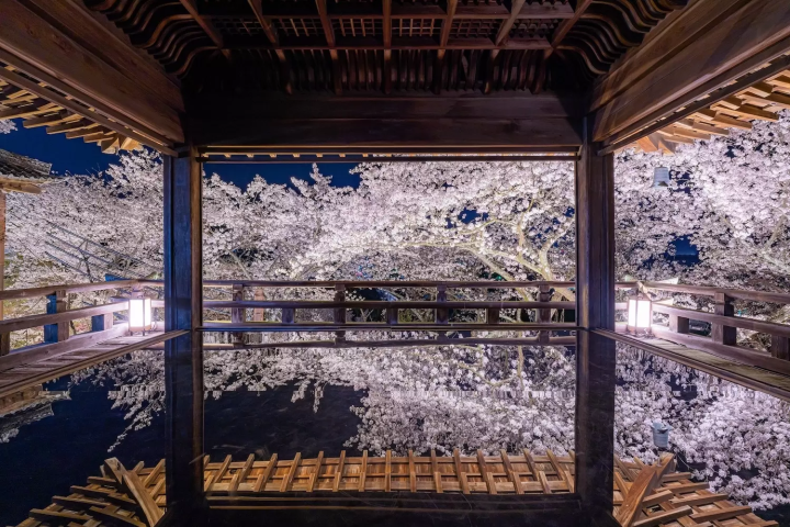 滋賀　桜　三井寺