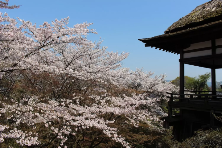 滋賀　桜　石山寺