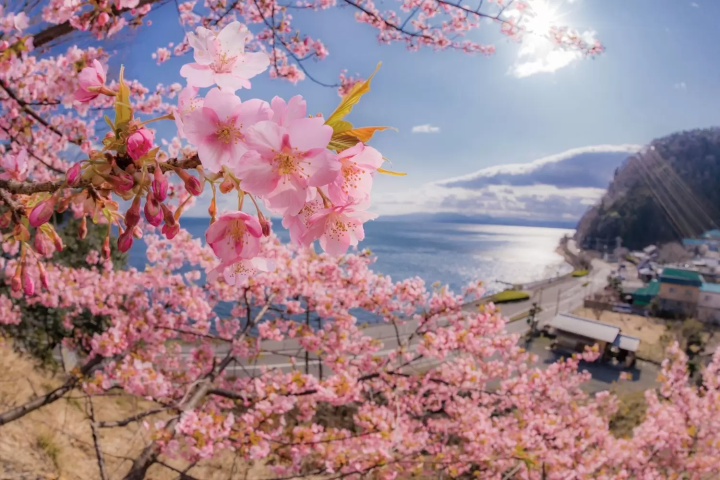 滋賀　桜　豊公園