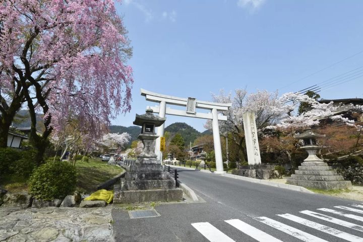 滋賀　桜　日吉大社