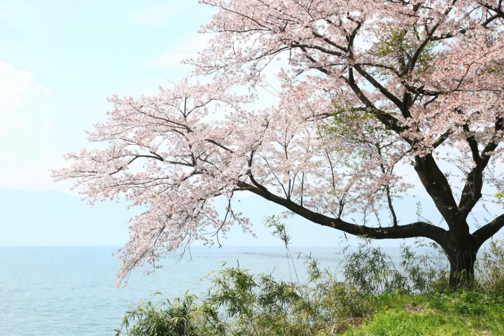 滋賀　桜　長命寺