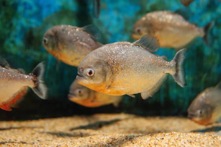 【爱媛县立鱼类博物馆】它在和你说话！ ？为什么水族馆要变成孩子们喜爱的水族馆