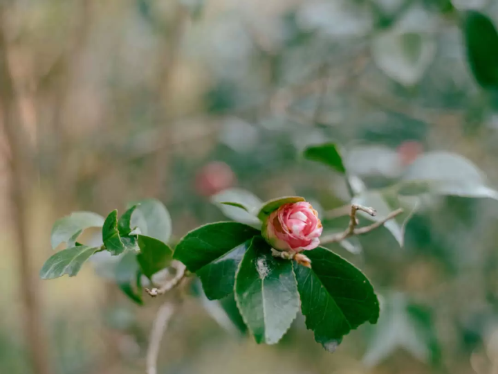 แผนเดินทางตัวอย่าง 2 วัน 1 คืนสำหรับทริปถ่ายภาพในเมือง Yaizu จังหวัด Shizuoka!