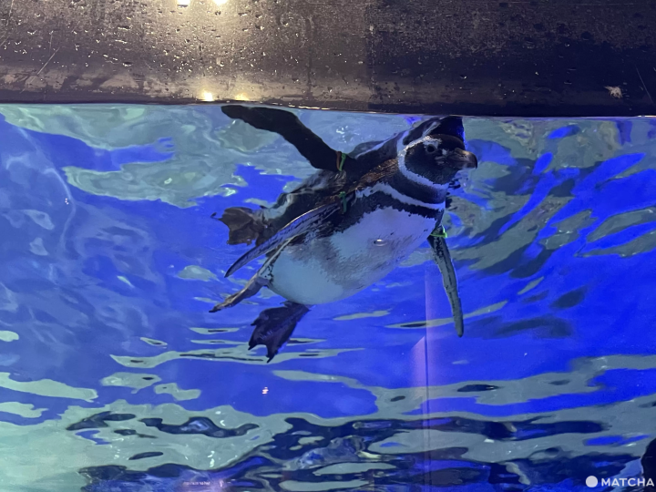 墨田水族館企鵝