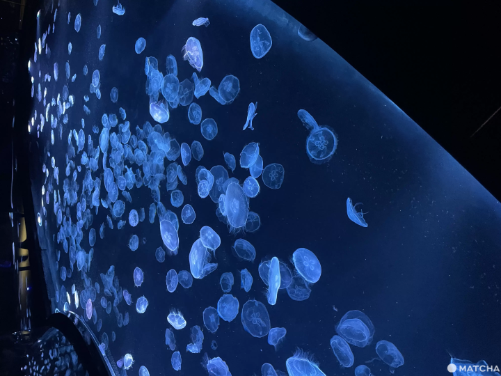 墨田水族館水母