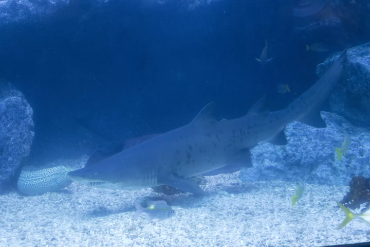 墨田水族館東京大水槽