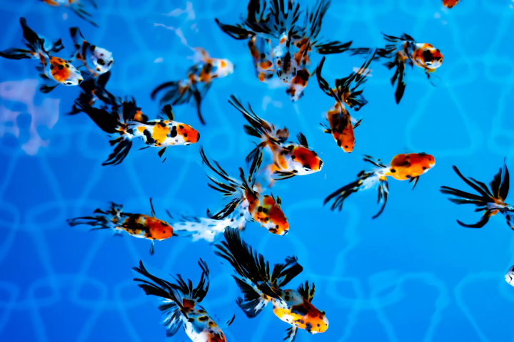 墨田水族館金魚