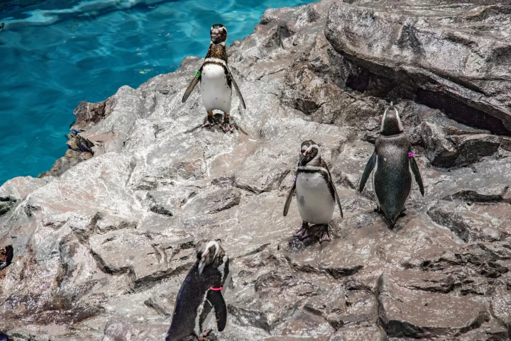 墨田水族館企鵝