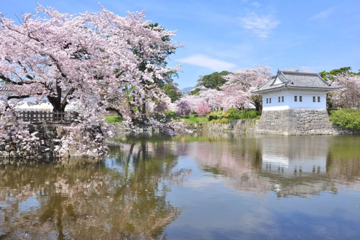 小田原　桜　小田原城址公園