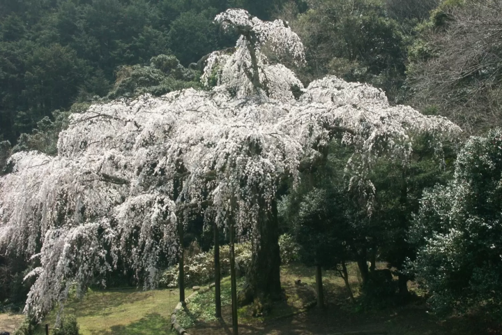 小田原　桜　長興山紹太寺