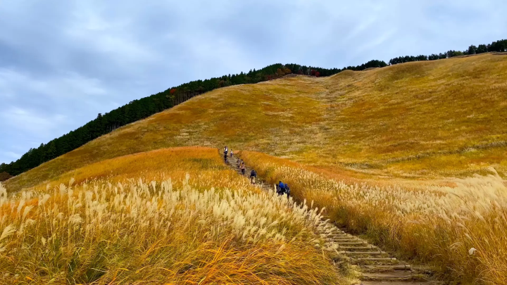 奈良曾爾高原的芒草