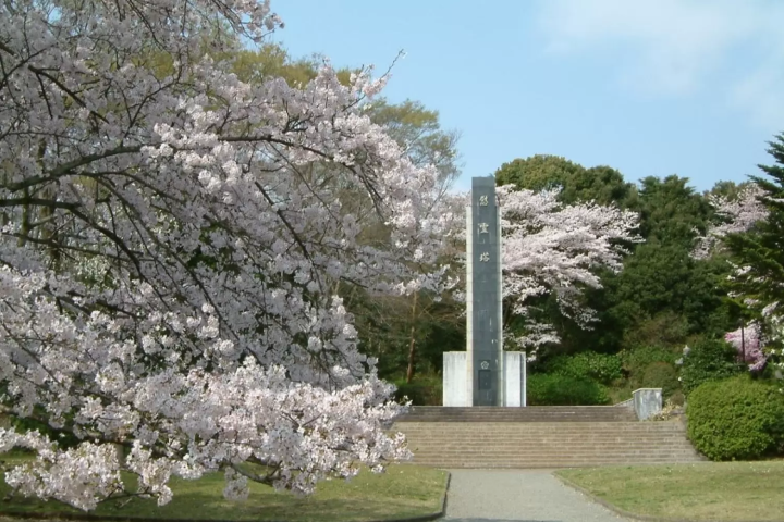小田原　桜　城山公園