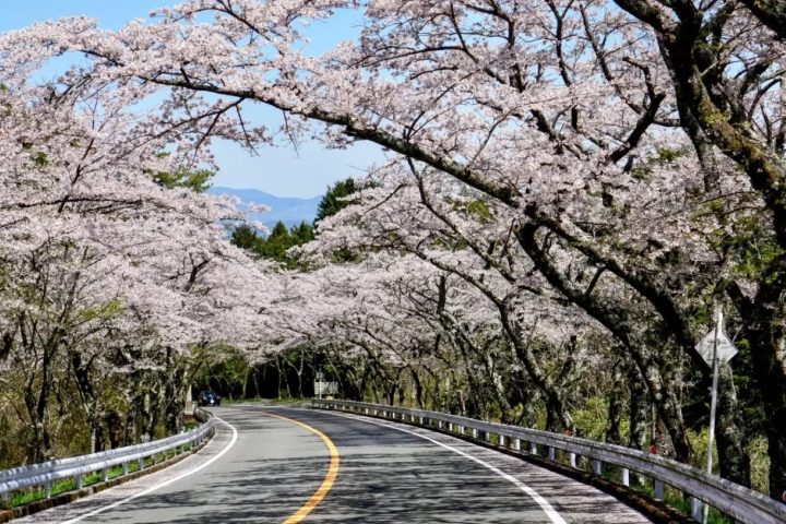 小田原　桜　ターンパイク箱根